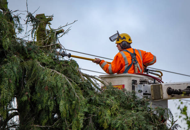 Best Storm Damage Tree Cleanup  in Yorktown, IN