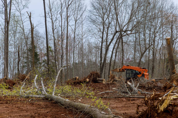 Reliable Yorktown, IN Tree Care Solutions