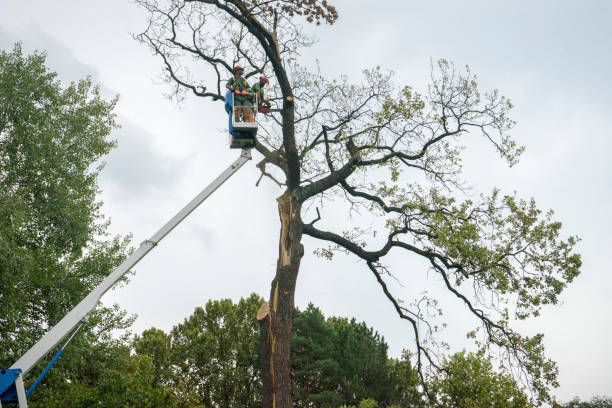 How Our Tree Care Process Works  in  Yorktown, IN