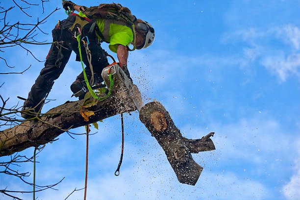 Best Fruit Tree Pruning  in Yorktown, IN